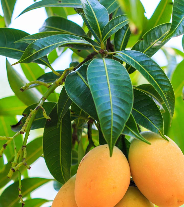 Fresh Mango Leaves