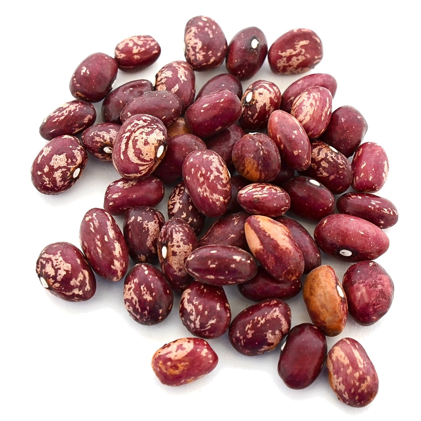 Katoomba Cranberry Beans 1kg