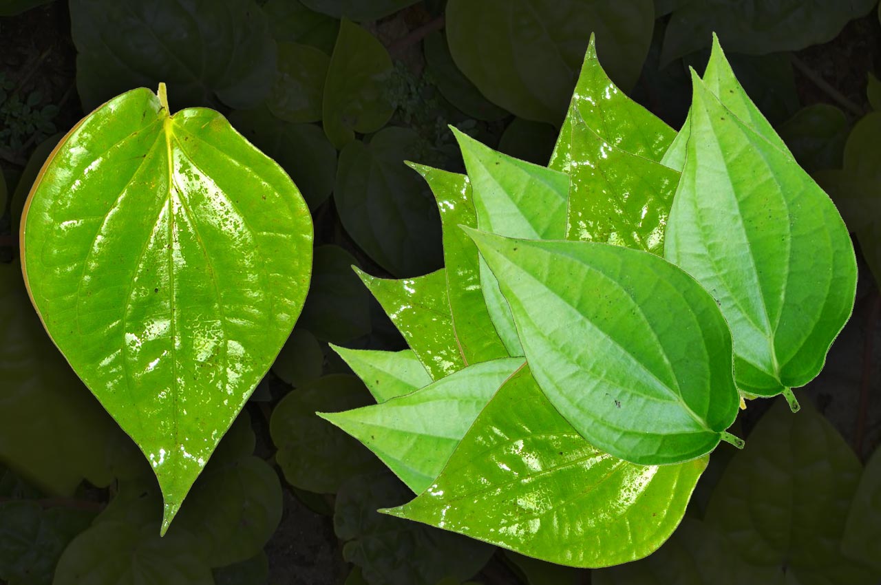 Beetle leaves