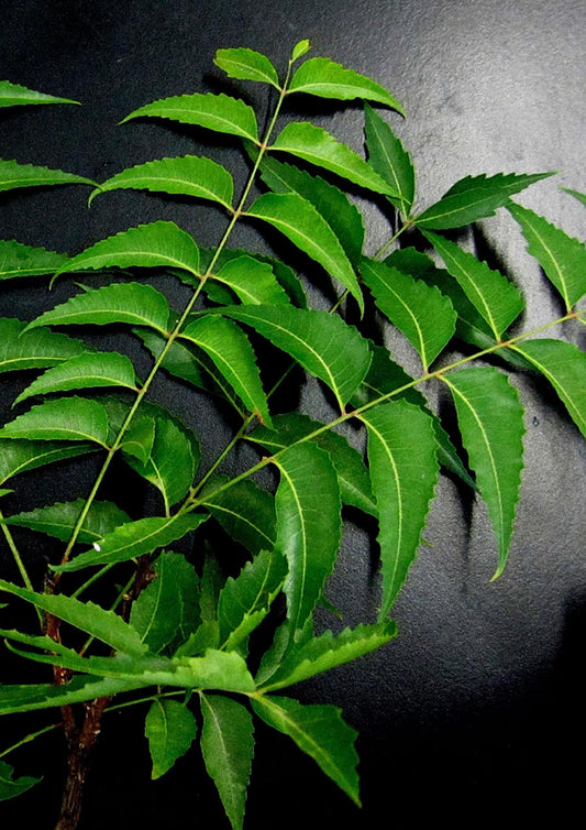 Fresh Indian Neem Leaves Pack