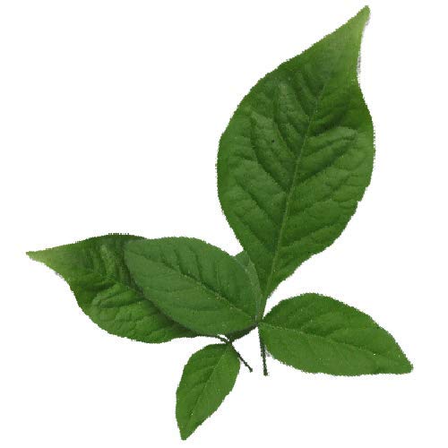 Bael Leaves (Pack of 10)